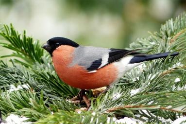 bullfinch-1125111-1920