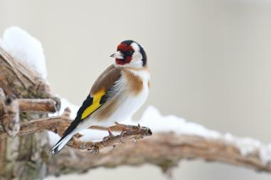 goldfinch-4232130-1920